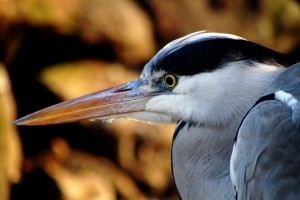 They’re beautiful nature-bird-animal-heron-largebird-animal-united-states-of-america-bald-eagl