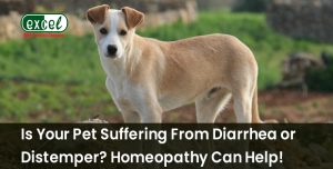 Homeopathy for dogs & cats is effective, gentle, and causes no side effects. At Excel Pharma, we