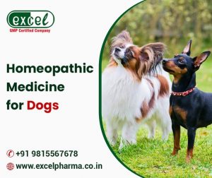 Say goodbye to worries about your pets’ health, as Homeopathy offers a gentle and effective ap