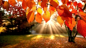 Fall_image